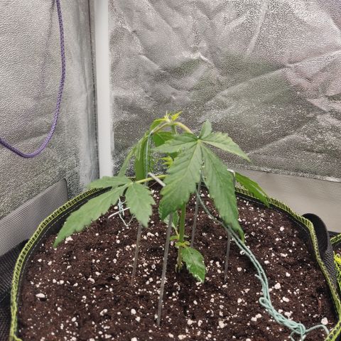 LSD Auto growlog timeline photo