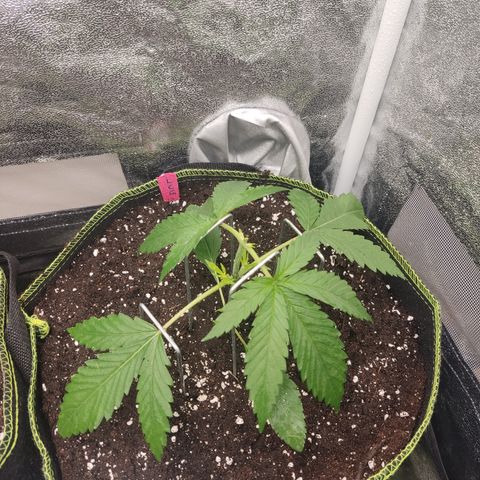 Lemon Cherry Gelato #1 growlog timeline photo