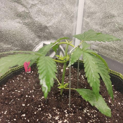 Lemon Cherry Gelato #1 growlog timeline photo