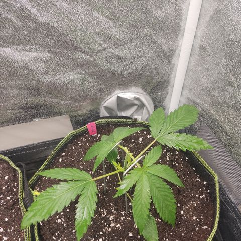 Lemon Cherry Gelato #1 growlog timeline photo