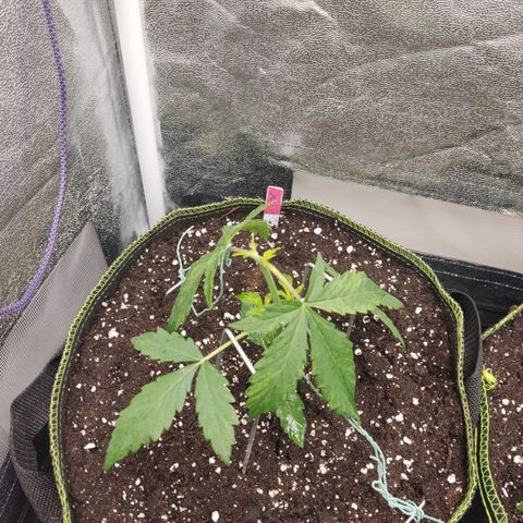 LSD Auto growlog timeline photo