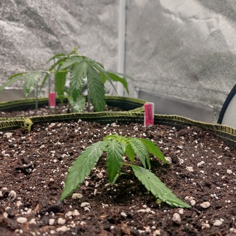Lemon Cherry Gelato #2 growlog timeline photo