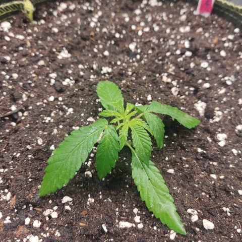 Lemon Cherry Gelato #2 growlog timeline photo