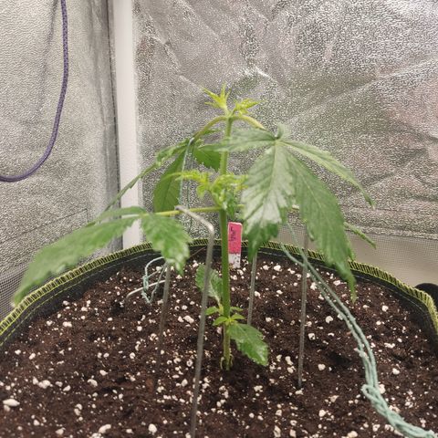 LSD Auto growlog timeline photo