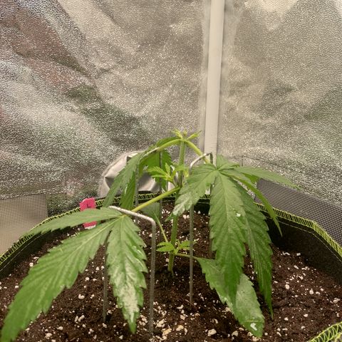 Lemon Cherry Gelato #1 growlog timeline photo