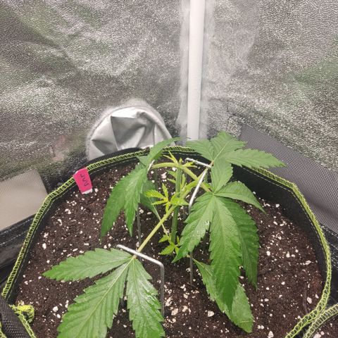 Lemon Cherry Gelato #1 growlog timeline photo