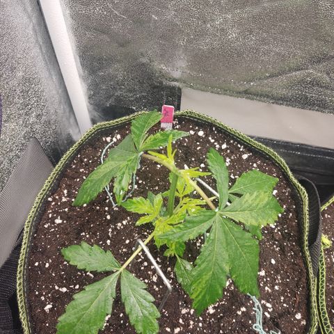 LSD Auto growlog timeline photo