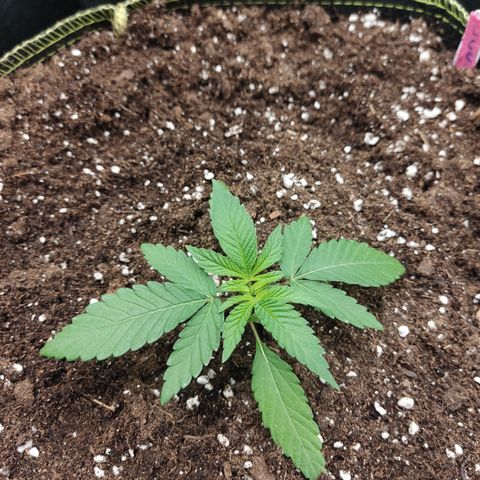 Lemon Cherry Gelato #2 growlog timeline photo