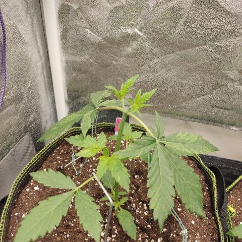 LSD Auto growlog timeline photo