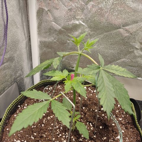 LSD Auto growlog timeline photo