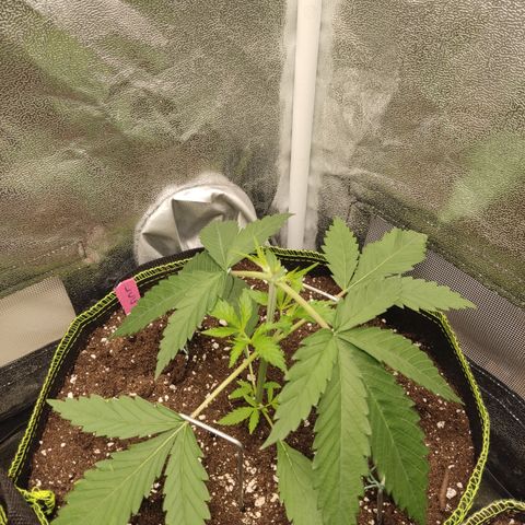 Lemon Cherry Gelato #1 growlog timeline photo