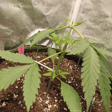 Lemon Cherry Gelato #1 growlog timeline photo