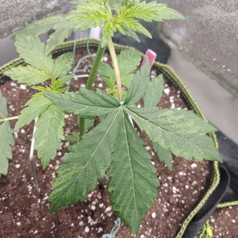 LSD Auto growlog timeline photo