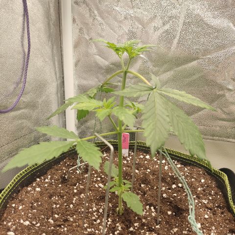 LSD Auto growlog timeline photo