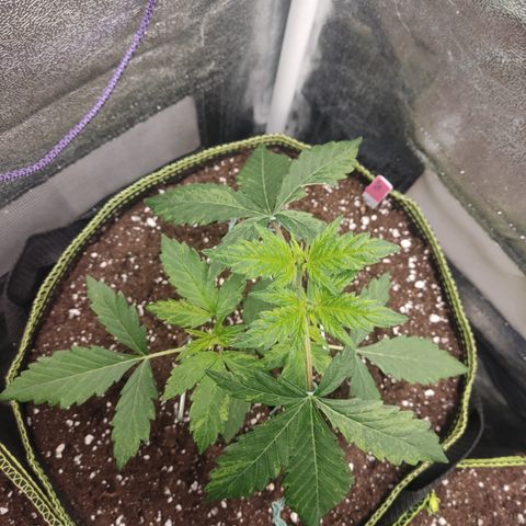 LSD Auto growlog timeline photo