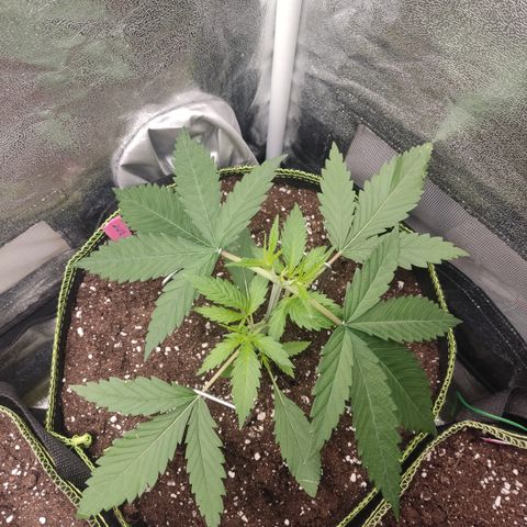 Lemon Cherry Gelato #1 growlog timeline photo