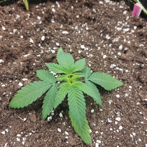 Lemon Cherry Gelato #2 growlog timeline photo