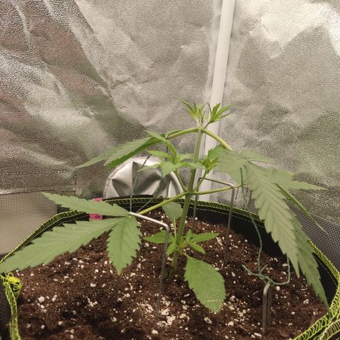 Lemon Cherry Gelato #1 growlog timeline photo