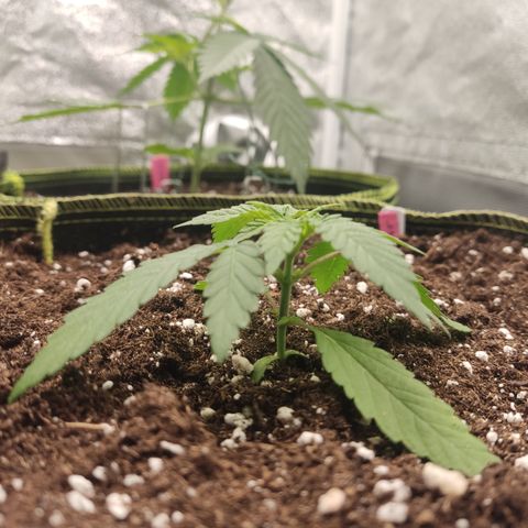 Lemon Cherry Gelato #2 growlog timeline photo