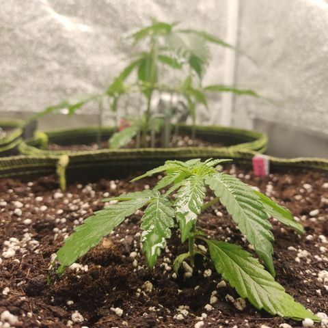 Lemon Cherry Gelato #2 growlog timeline photo