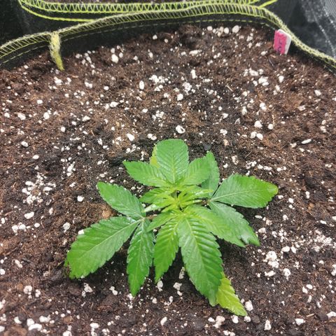 Lemon Cherry Gelato #2 growlog timeline photo