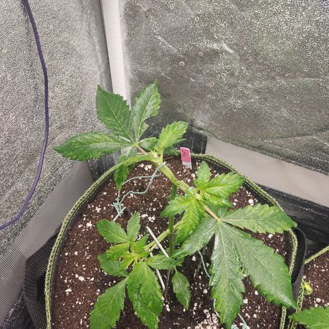 LSD Auto growlog timeline photo
