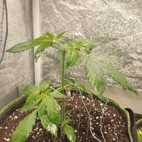LSD Auto growlog timeline photo