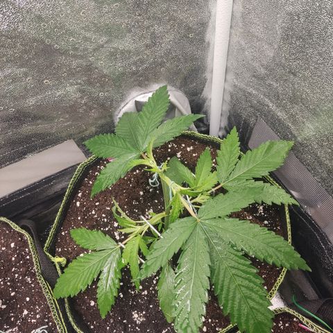 Lemon Cherry Gelato #1 growlog timeline photo