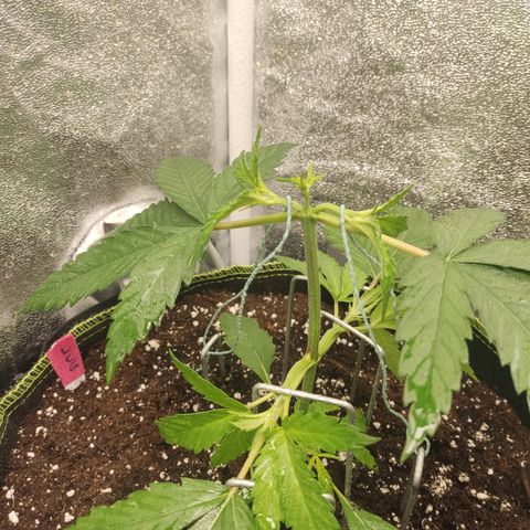 Lemon Cherry Gelato #1 growlog timeline photo