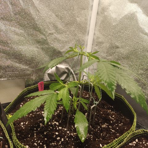 Lemon Cherry Gelato #1 growlog timeline photo