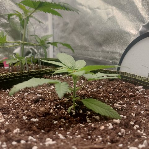 Lemon Cherry Gelato #2 growlog timeline photo