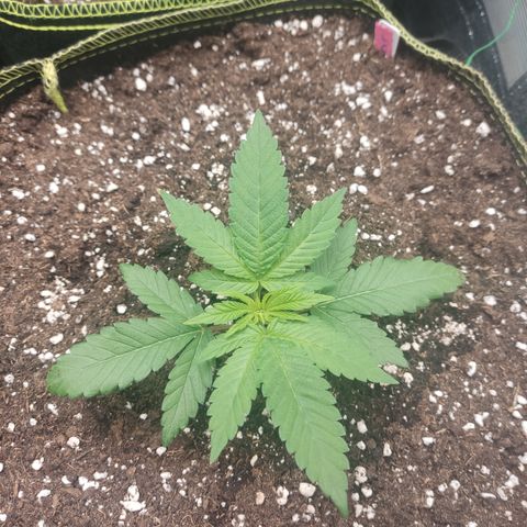 Lemon Cherry Gelato #2 growlog timeline photo