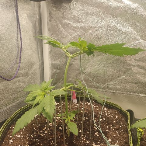 LSD Auto growlog timeline photo