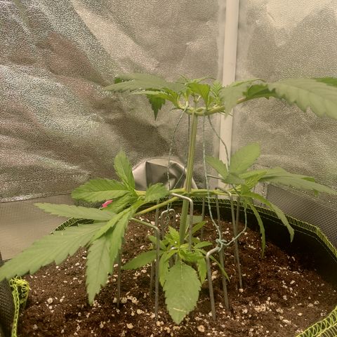 Lemon Cherry Gelato #1 growlog timeline photo