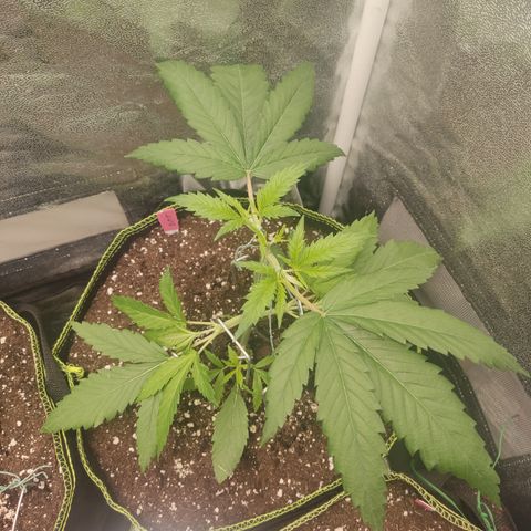 Lemon Cherry Gelato #1 growlog timeline photo