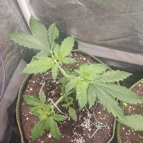 LSD Auto growlog timeline photo