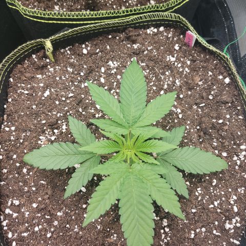 Lemon Cherry Gelato #2 growlog timeline photo
