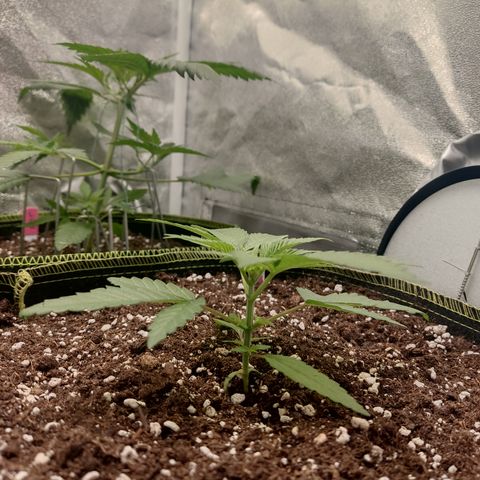 Lemon Cherry Gelato #2 growlog timeline photo