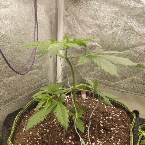 LSD Auto growlog timeline photo