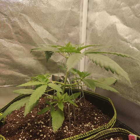 Lemon Cherry Gelato #1 growlog timeline photo