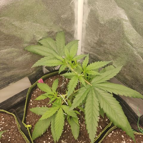 Lemon Cherry Gelato #1 growlog timeline photo