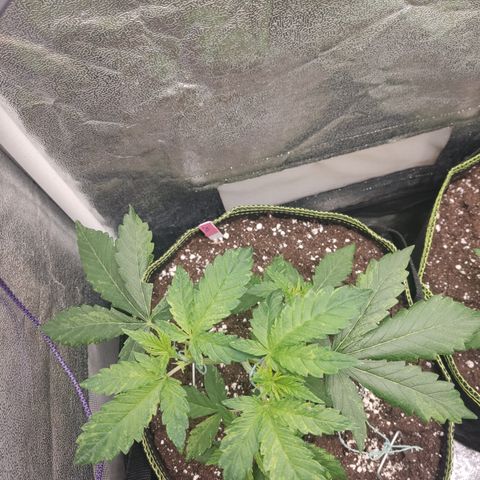 LSD Auto growlog timeline photo