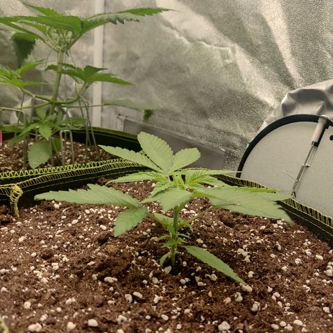 Lemon Cherry Gelato #2 growlog timeline photo