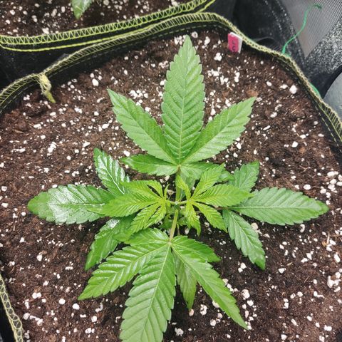 Lemon Cherry Gelato #2 growlog timeline photo