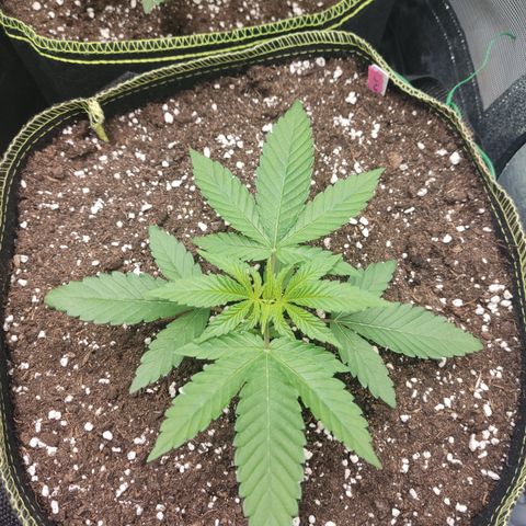 Lemon Cherry Gelato #2 growlog timeline photo