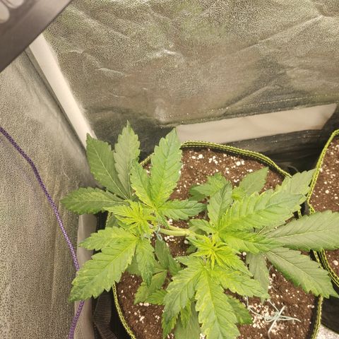 LSD Auto growlog timeline photo