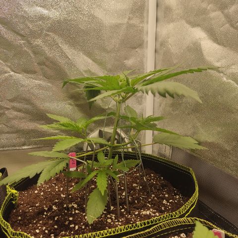 Lemon Cherry Gelato #1 growlog timeline photo