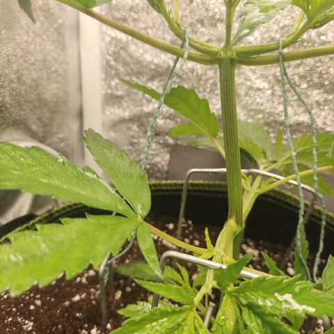 Lemon Cherry Gelato #1 growlog timeline photo