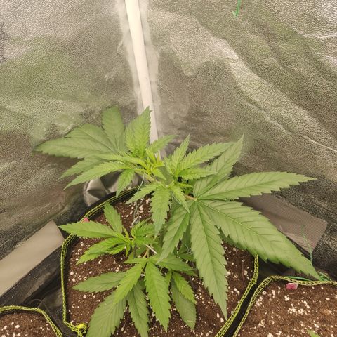 Lemon Cherry Gelato #1 growlog timeline photo