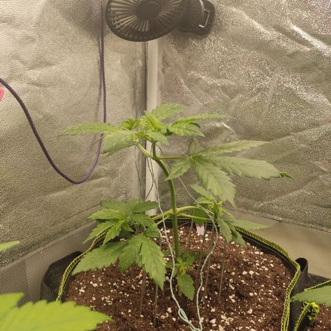 LSD Auto growlog timeline photo